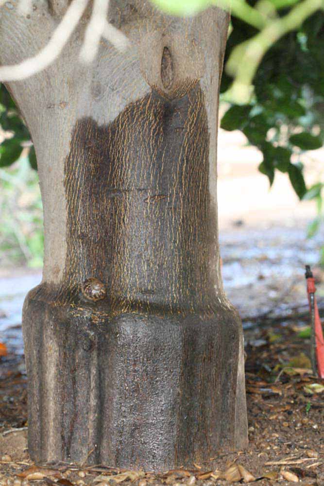            Bark (Riverside, CA)   